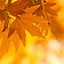 Image result for Abstract Fall Wallpaper iPhone