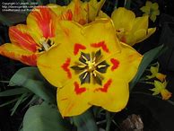 Image result for Tulipa Flair