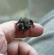 Image result for Nature Bat