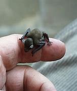 Image result for Bumblebee Bat Fully Grown