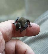 Image result for Bumblebee Bat Enemies