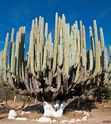 Image result for Mexico Cactus