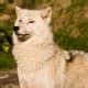 Image result for Gray Wolf Dog Hybrid