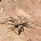 Image result for Spider Cricket Pictures