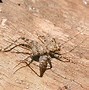 Image result for Spider Cricket