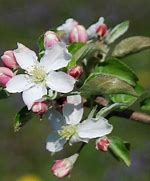 Image result for Planting Honeycrisp Apple Tree