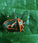 Image result for "apple-red-bug"