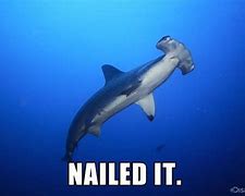 Image result for Hammerhead Shark Meme