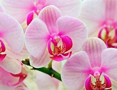 Image result for Pink Orchid Wallpaper