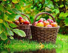 Image result for Autumn Apple Harvest