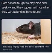 Image result for Singing Rat Meme