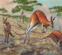 Image result for Kangaroo Art