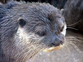Image result for Florida River Otter