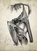 Image result for Vintage Bat Illustration