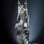 Image result for STANDING Cat Naut