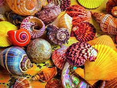 Image result for Pretty Shells at the Water with Flowers