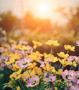 Image result for Pink Yellow Petals