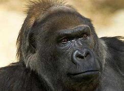 Image result for Oldest Gorilla Dies