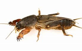 Image result for Mole Cricket Native