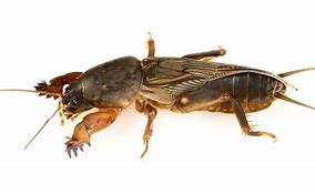 Image result for Mole Cricket Face Close Up
