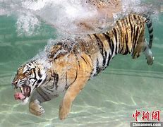 Image result for site:www.china.org.cn