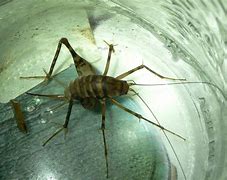 Image result for Cave Cricket Feces