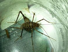 Image result for Cave Cricket Spider