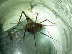 Image result for The Largest Cave Cricket