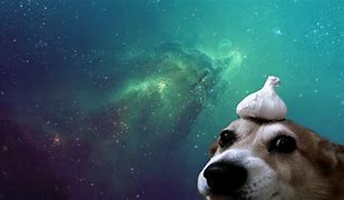 Image result for Cat Looking at Galaxy
