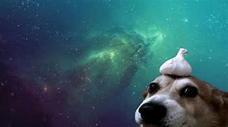Image result for Dog Camera Meme