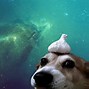 Image result for Doge Wallpaper 4K Galaxy
