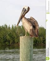 Image result for Pelican On Post