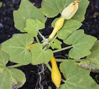 Image result for Squash Plant