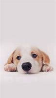 Image result for iPhone Dog Theme