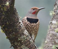 Image result for Red-shafted Flicker