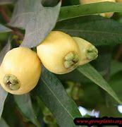Image result for Rose Apple Plant Growing