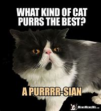Image result for Persin Cat Meme