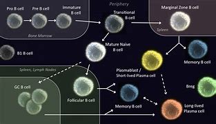 Image result for B cell Markers