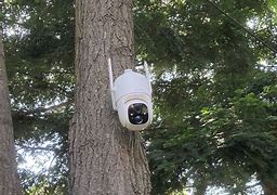 Image result for Tree Camera