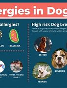Image result for Environmental Allergies in Dogs