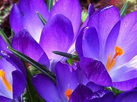 Image result for Purple and Gold Flowers