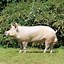 Image result for Tallest Pig