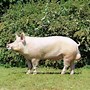 Image result for Heaviest Pig