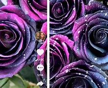 Image result for Blue Roses Galaxy