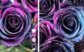 Image result for Black Galaxy Rose