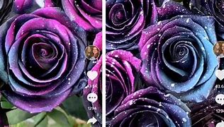 Image result for Dark Purple Galaxy Rose