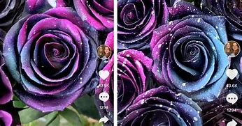 Image result for Rainbow Galaxy Rose