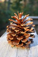 Image result for Pine Cone Images