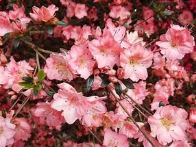Image result for Rhododendron (AJ) Blaauws Pink