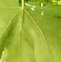 Image result for Grapevine Diseases Photos